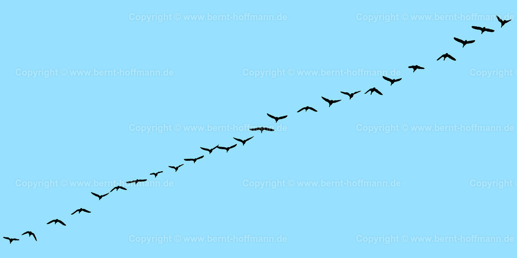 Pgrfk_Vogelzug_0881_97e0ff_200x100 | bernt-hoffmann.de - Realisiert mit Pictrs.com