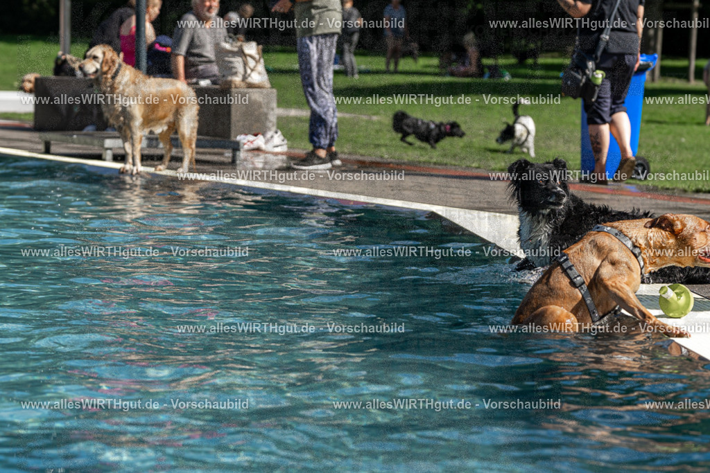 Hundeschwimmen_Volksbad_2026-allesWIRTHgut_Tierfotografie-2609061221-FAY06443 | Professionelle Tierfotografie in Mönchengladbach von Daniel Wirth (allesWIRTHgut). Liebevolle & natürliche Bilder von Hunden & Katzen für unvergessliche Erinnerungen.