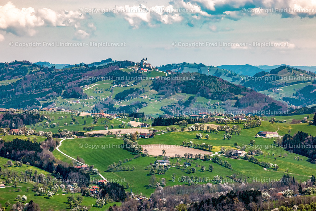 Birnbaumblute Mostviertel 28042021-3285- | Fotos und Fotoprodukte - Realisiert mit Pictrs.com