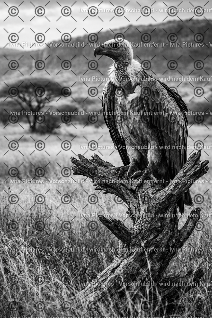Rüppell_s Geier auf totem Baum | Ivna Pictures - Realisiert mit Pictrs.com