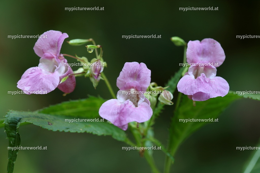 Drüsiges Springkraut-003 | Das Bilderarchiv über Tiere, Planzen und Landschaften. In der Bilddatenbank finden Sie ein große Auswahl an hochwertigen Bilder für Ihre Werbung - Realisiert mit Pictrs.com
