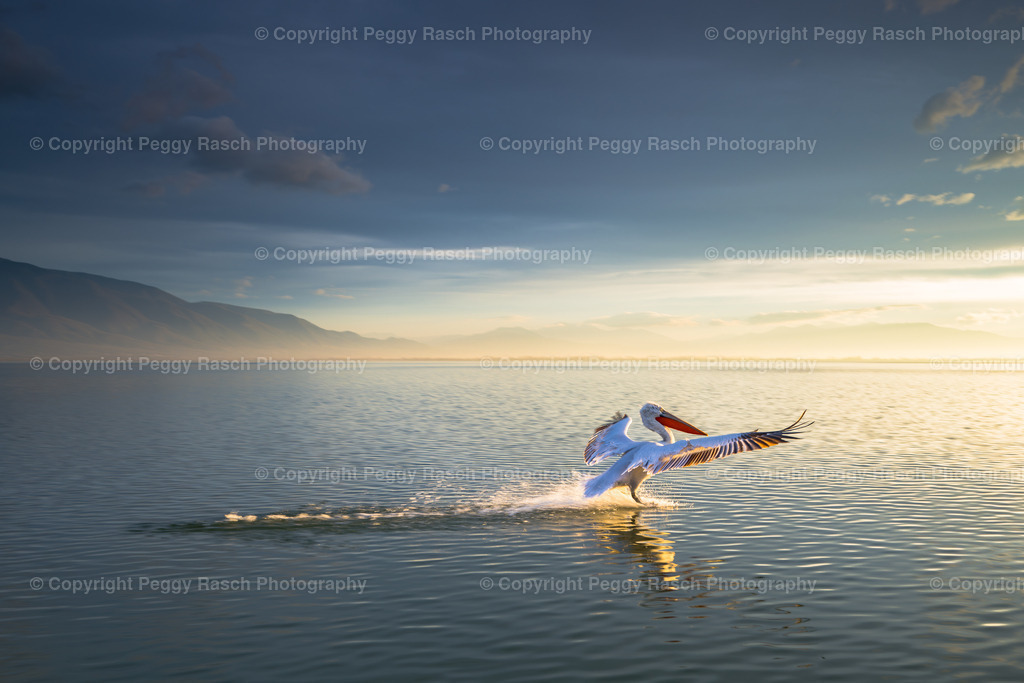 Pelikane weit 2024 (3 von 9) | PeggyRaschPhotography - Realisiert mit Pictrs.com