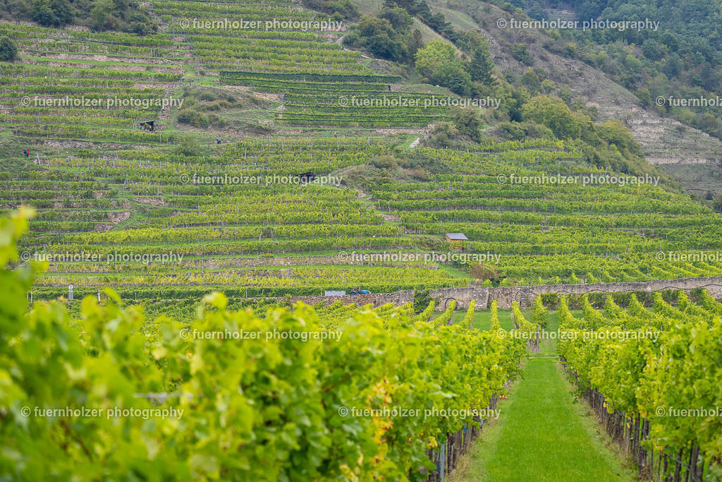 fuernholzer_251004-C3-334 | © Christian Fuernholzer | fuernholzer photography