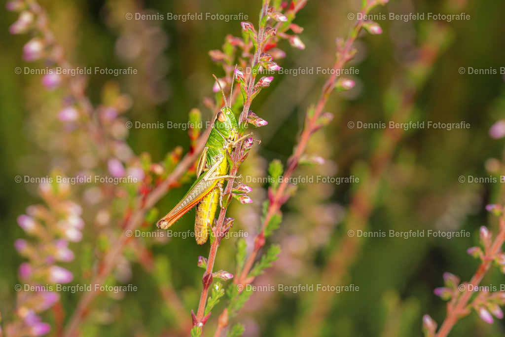 Heuschrecke 2 | Entdecken Sie Natur, Makro und Tierfotografie von Dennis Bergfeld.Besondere Momente und Details der Natur, hochwertig als Foto und Wandbild erhältlich. - Realisiert mit Pictrs.com