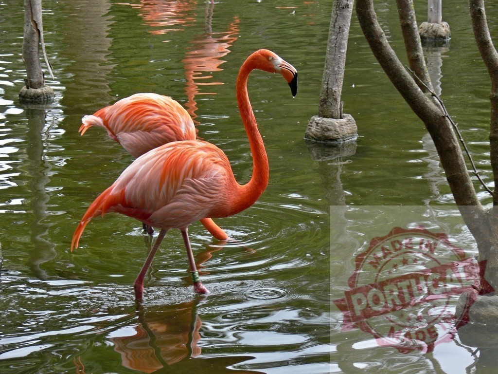 Flamingo wading in green water with tree trunks | Flamingo wading elegantly through green water, reflecting its vibrant plumage - Realized with Pictrs.com
