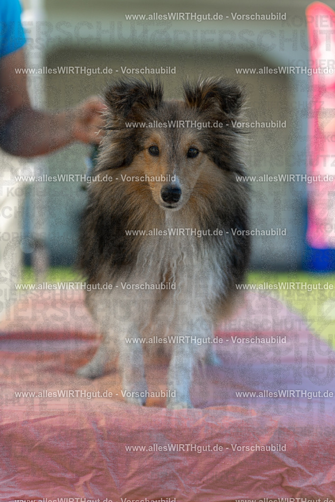 Hundeschwimmen_Volksbad_2026-allesWIRTHgut_Tierfotografie-2609061056-100629-7R509279 | Professionelle Tierfotografie in Mönchengladbach von Daniel Wirth (allesWIRTHgut). Liebevolle & natürliche Bilder von Hunden & Katzen für unvergessliche Erinnerungen.