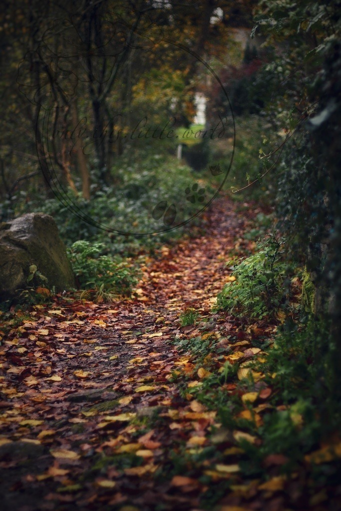 Trampelfad Weg mit Laub | only.this.little.world - Realisiert mit Pictrs.com