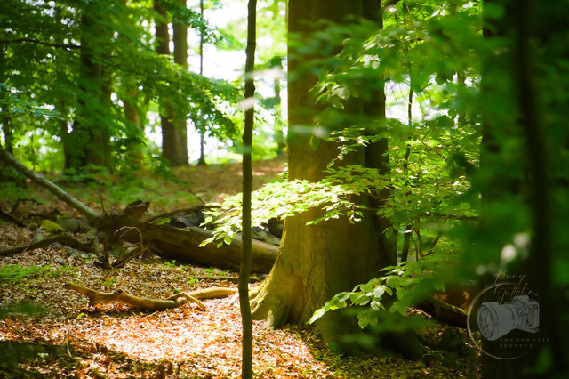 _DSC1088-13 | Shop für Prints Landschaftsfotografie Sächsische Schweiz Naturfotografie in Thüringen Fotos vom Findlingspark Nochten Kloster Sankt Marienstern Bilder Festung Königstein PanoramaRhododendronpark Kromlau FotogalerSchleswig-Holstein Küstenlandschaften