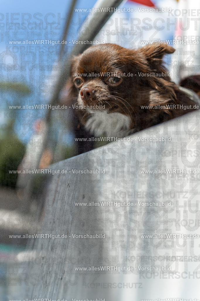 Hundeschwimmen_Volksbad_2026-allesWIRTHgut_Tierfotografie-2609061438-7R501146 | Professionelle Tierfotografie in Mönchengladbach von Daniel Wirth (allesWIRTHgut). Liebevolle & natürliche Bilder von Hunden & Katzen für unvergessliche Erinnerungen.