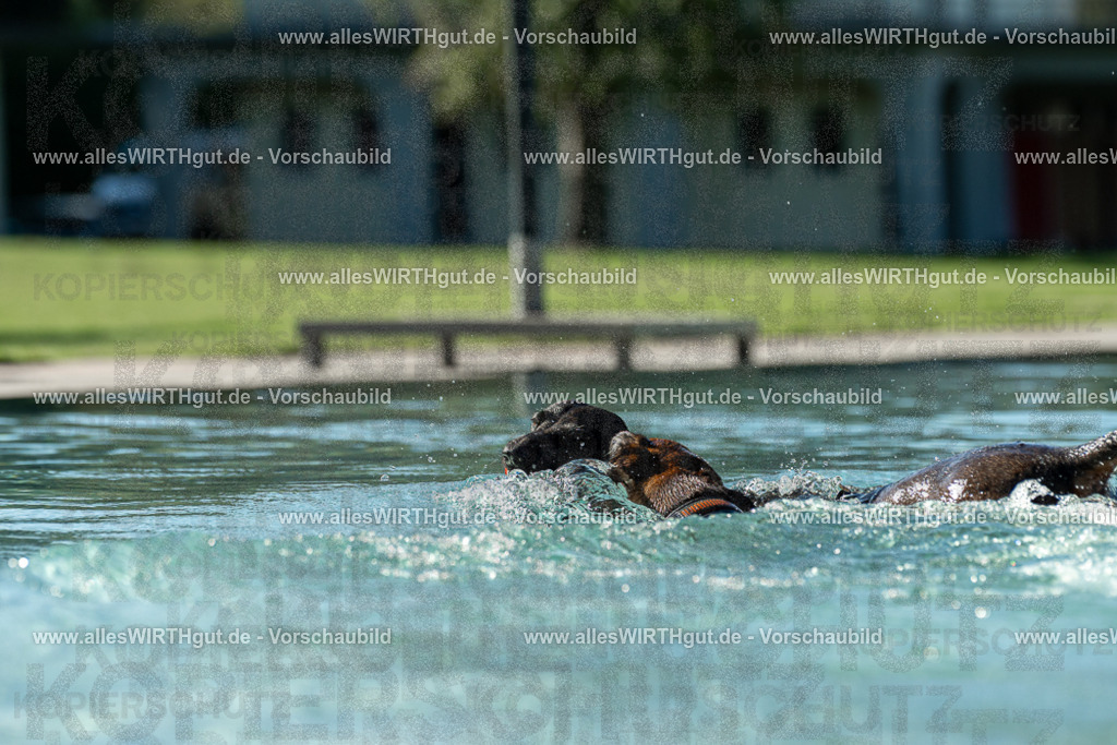 Hundeschwimmen_Volksbad_2026-allesWIRTHgut_Tierfotografie-2609061031-094135-7R508941 | Professionelle Tierfotografie in Mönchengladbach von Daniel Wirth (allesWIRTHgut). Liebevolle & natürliche Bilder von Hunden & Katzen für unvergessliche Erinnerungen.