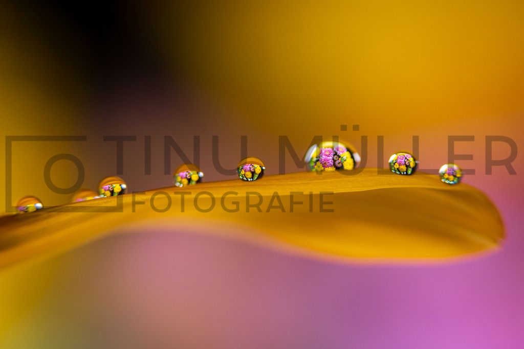 _DSC6025 | Tinu Müller Fotografie- Bildershop - Realisiert mit Pictrs.com