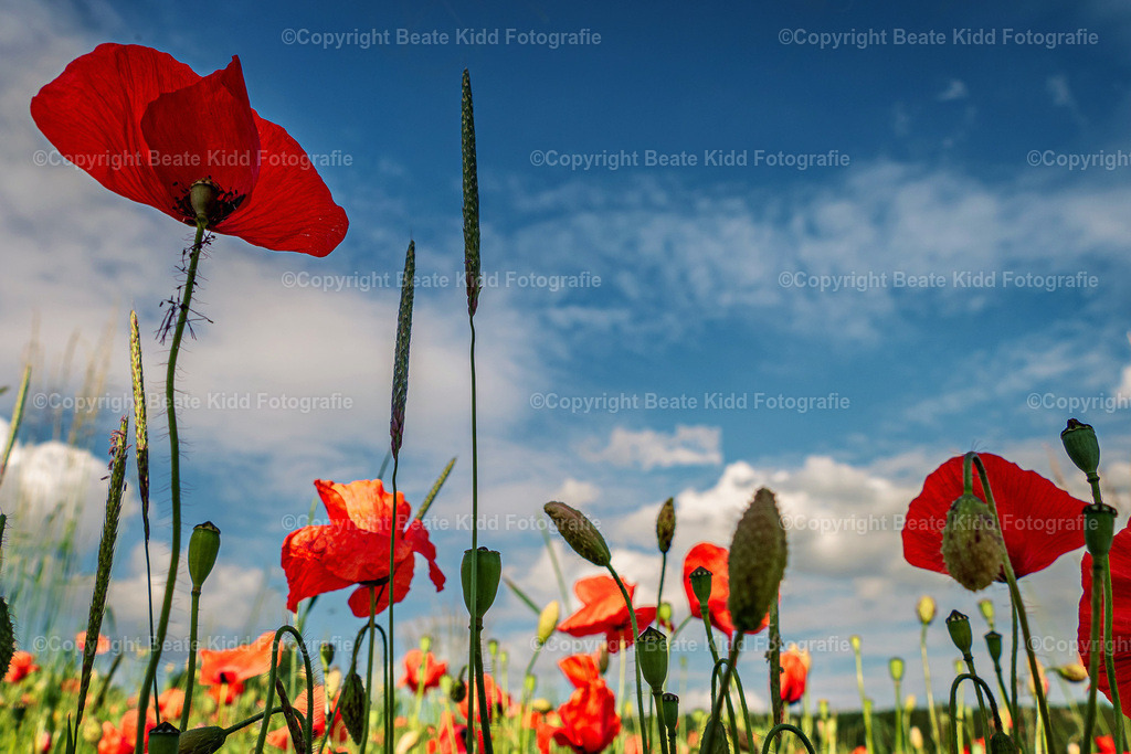 P1410346 | beatekidd-fotografie - Realisiert mit Pictrs.com