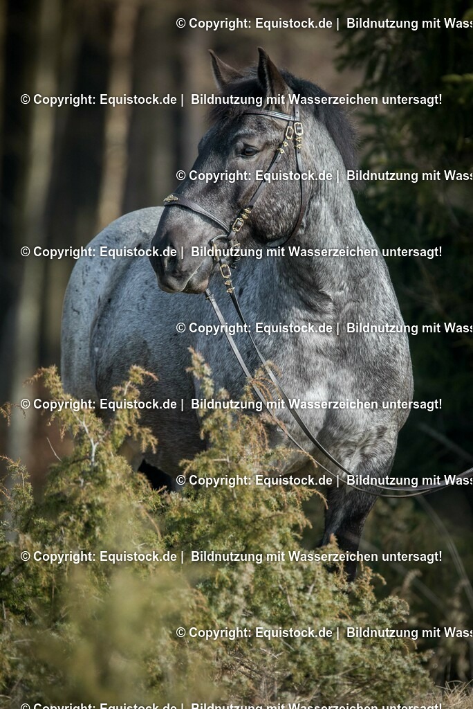 20160206_Ostdeutsches_Kaltblut_0001 | equistock