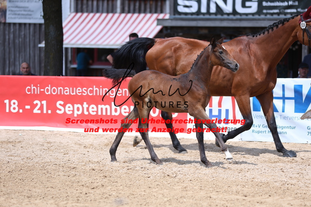 Fohlenschau_Schwäbisch_Hall_springbetonte_Fohlen_KN 26_2 | lmwpictures - Realisiert mit Pictrs.com