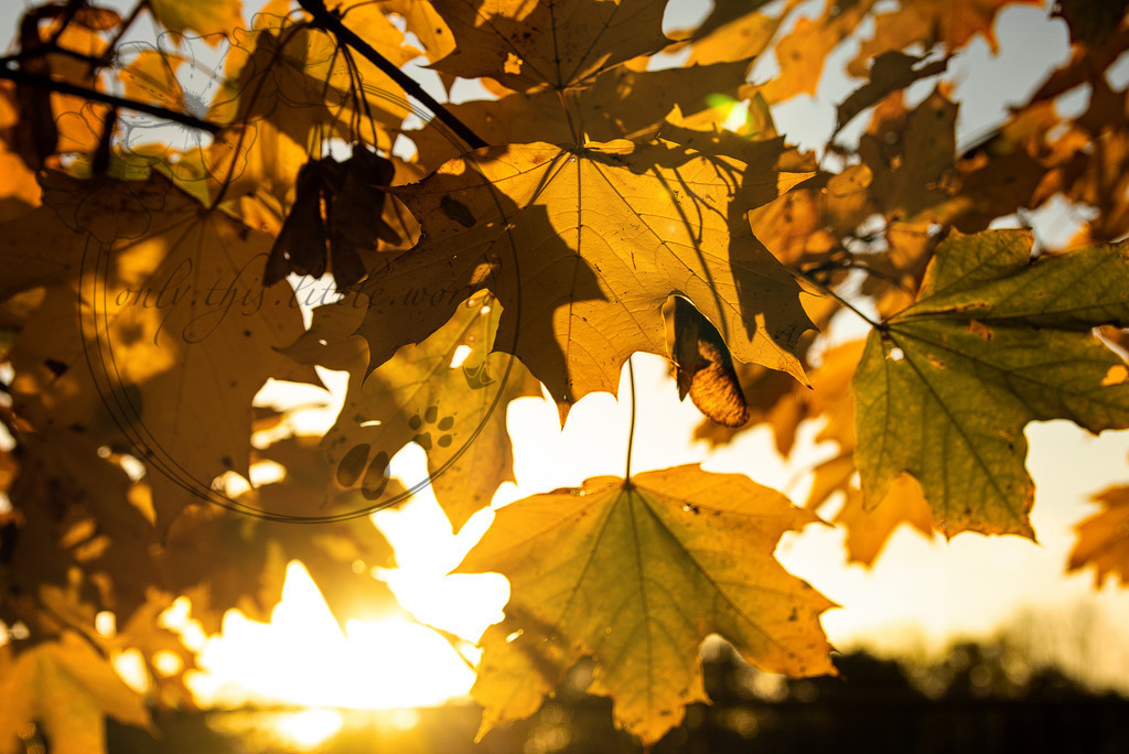 IMG_5549 | only.this.little.world - Realisiert mit Pictrs.com