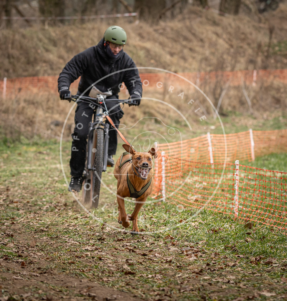 Pfotenfotografie_DV3A6823 | Hundefotografie, Tierfotograf, Pfotenfotografie, Fotoshooting Hund, Hunde Portrait, Hundesport, Hundeportraits, Heideshooting, Hunde, Sportfotograf, Hundefotograf, Turnierhundsport, THS,  - Realisiert mit Pictrs.com