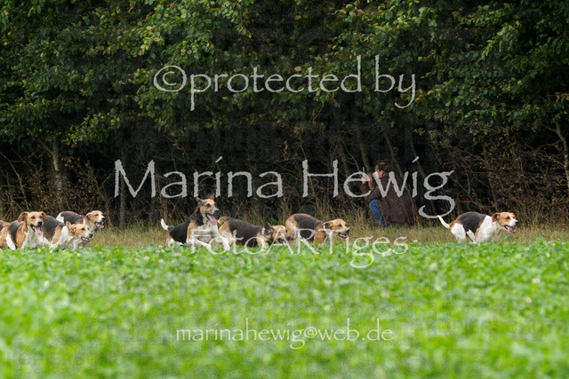 Jagd Perdoel_MarinaHewigMCH03960 | Fotografie, FotoArt, PferdesportArt, Pferdesportfotografie, Landschaftsfotografie, Reisefotografie, Reise, Pferde - Realisiert mit Pictrs.com