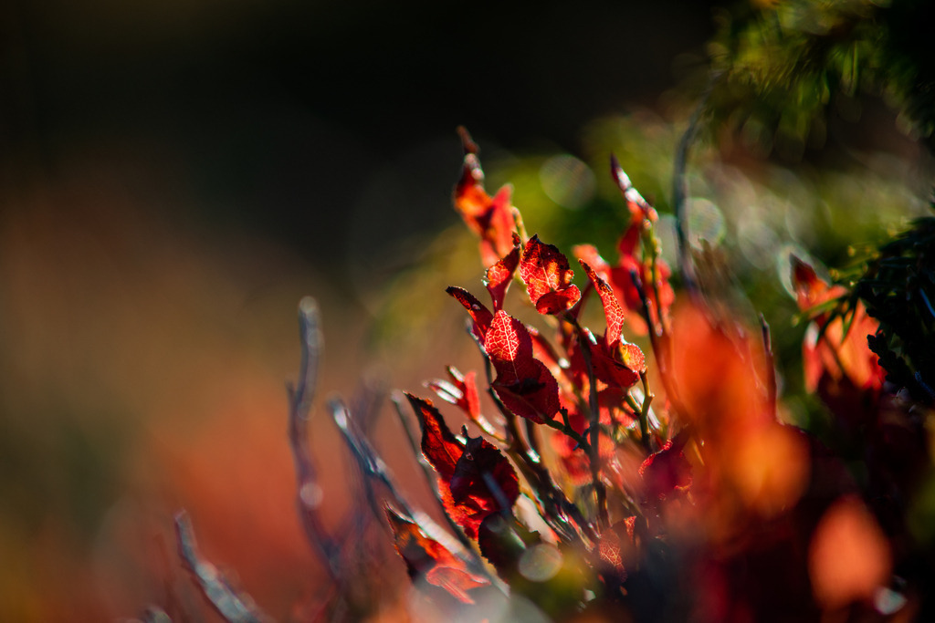 Wahnsinns rot | Wunderbar rote Blätter vom Herbst verfärbt - Realisiert mit Pictrs.com