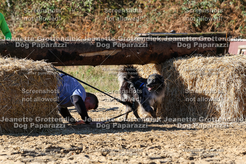 Dog Paparazzi - Strongdog 10-25-2427 | Dog Paparazzi Jeanette Grottendiek Fotografie & Videografie - Realisiert mit Pictrs.com