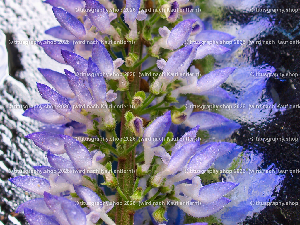 titusgraphy_P8250342-vz-ln-a-q | titusgraphy-shop: Geschenkideen mit Qualitätsfotos. titusgraphy-shop: gift ideas with quality photos. titusgraphy-shop: idées cadeaux avec photos de qualité.  - Realisiert mit Pictrs.com