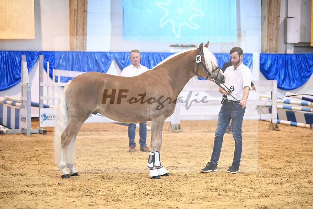 Kat-Nr. 30 Nachtglanz v. Nachtstolz_Seemueller_60220493 | hf-fotografie - Realisiert mit Pictrs.com
