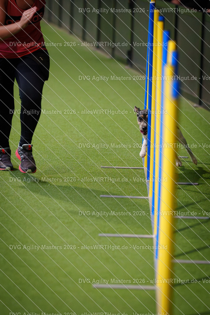 allesWIRTHgut_Tierfotografie-DVG_Agility_Masters_2026-16_32-7R503770 | Professionelle Tierfotografie in Mönchengladbach von Daniel Wirth (allesWIRTHgut). Liebevolle & natürliche Bilder von Hunden & Katzen für unvergessliche Erinnerungen.