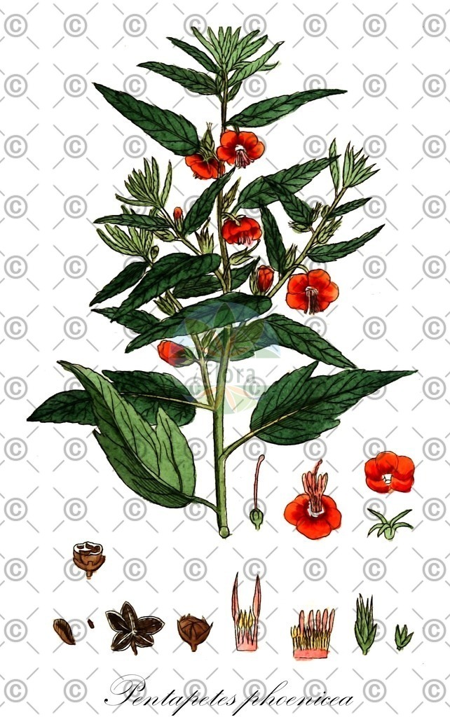 HistAbb_wfo-0001091505_1_ENZY_Simple | Historische Abbildung von Pentapetes phoenicea - Malvaceae | Historical Illustration of Pentapetes phoenicea - Malvaceae