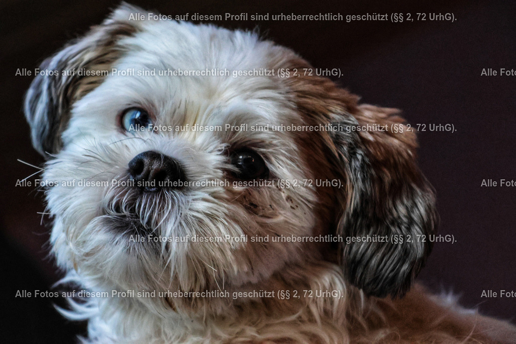 20240307173227_0C4A2595-01 | krollfotografie - Realisiert mit Pictrs.com
