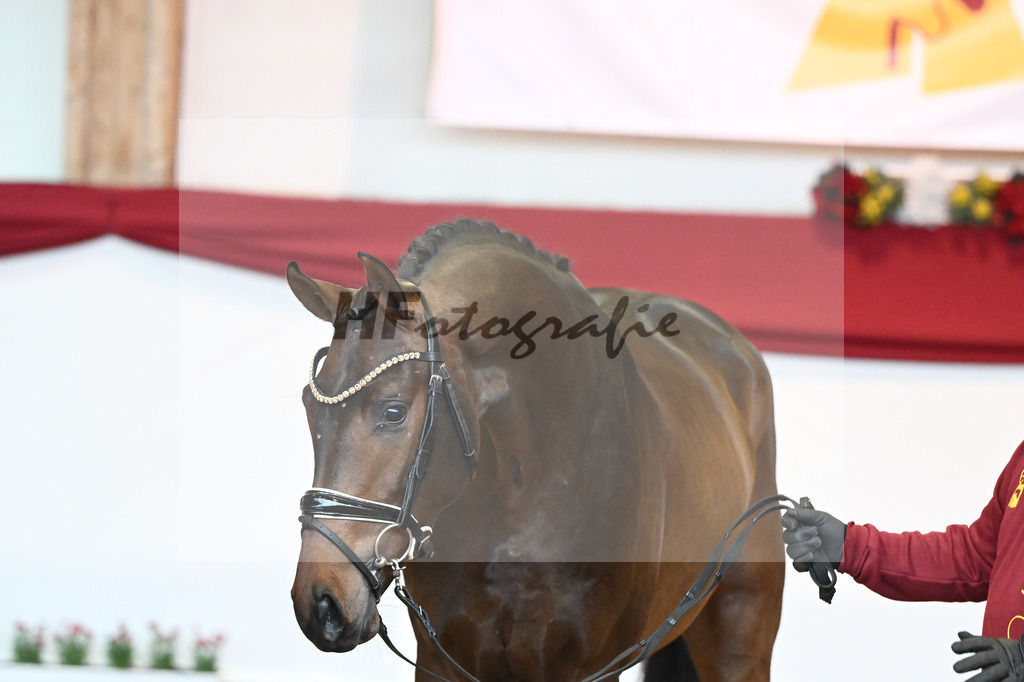 Kat-Nr. 62 Zackerey x Negro_Schep_43231060 | hf-fotografie - Realisiert mit Pictrs.com