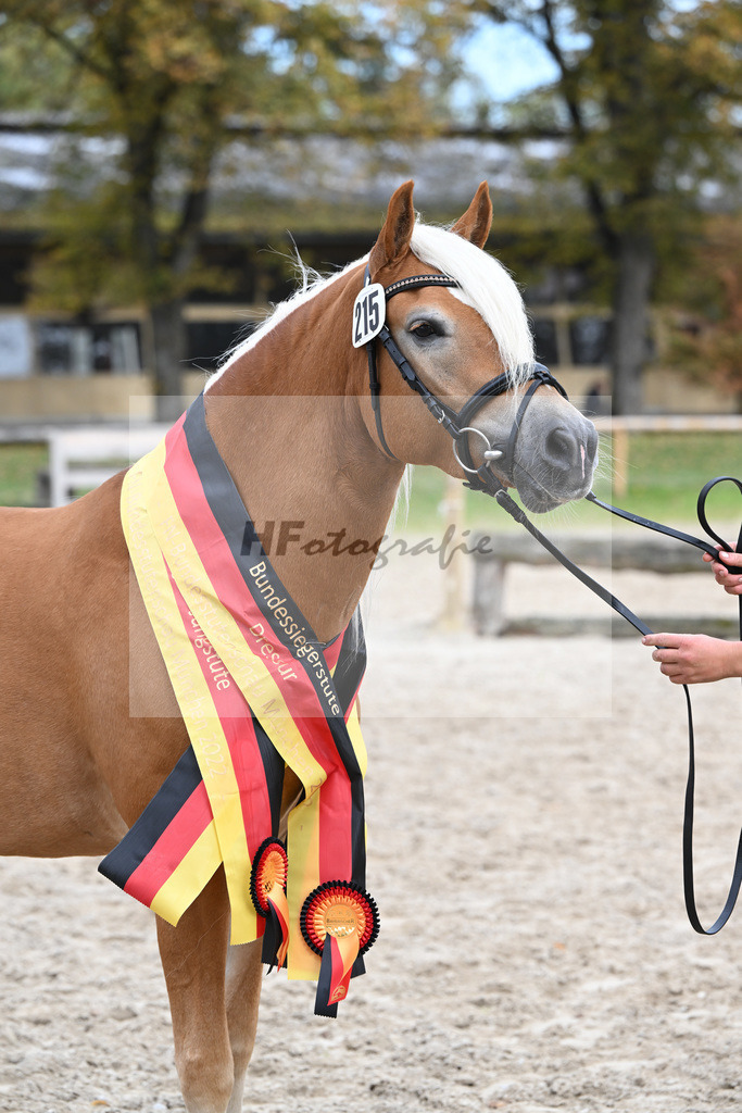 Kat-Nr. 215 Lady_Wagner_54223372 | hf-fotografie - Realisiert mit Pictrs.com