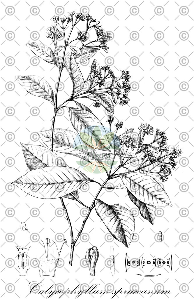 HistAbb_wfo-0000581887_1_ENZY_Simple | Historische Abbildung von Calycophyllum spruceanum - Rubiaceae | Historical Illustration of Calycophyllum spruceanum - Rubiaceae