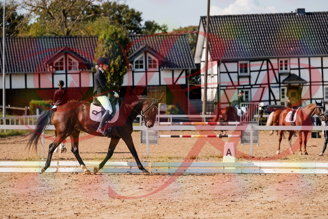 2026_10_03_Siefer-Hof_125533_Z63_61978397 | Professionelle Reitsport-, Turnier- und Eventfotografie von Robert Broda. Galerien mit ausgewählten und bearbeiteten Bildern direkt online ansehen und bestellen.