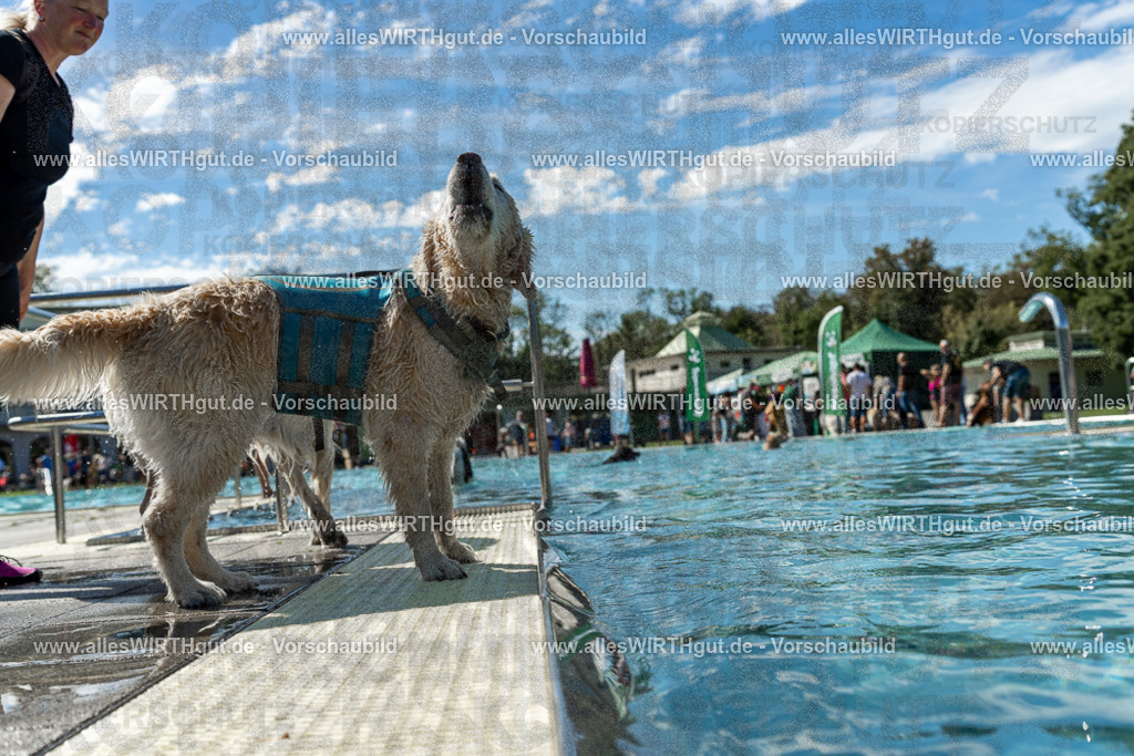 Hundeschwimmen_Volksbad_2026-allesWIRTHgut_Tierfotografie-2609061304-121434-7R500470 | Professionelle Tierfotografie in Mönchengladbach von Daniel Wirth (allesWIRTHgut). Liebevolle & natürliche Bilder von Hunden & Katzen für unvergessliche Erinnerungen.