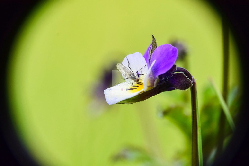 Makro - tierisch (10) | Buche Fotoshootings und entdecke hochwertige Fotoprodukte bei Mathias Ku Photos. Personalisiert, kreativ & mit Liebe zum Detail. Jetzt informieren! - Realisiert mit Pictrs.com