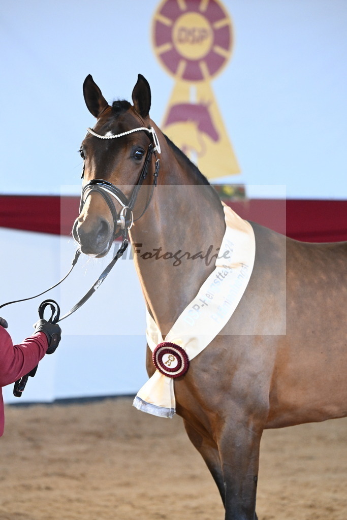 Kat.-Nr. 81 v. Vivino_Freisel_2242931 | hf-fotografie - Realisiert mit Pictrs.com
