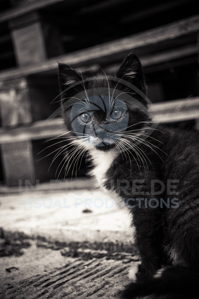 _DSC2303 | SONY DSC - Realisiert mit Pictrs.com