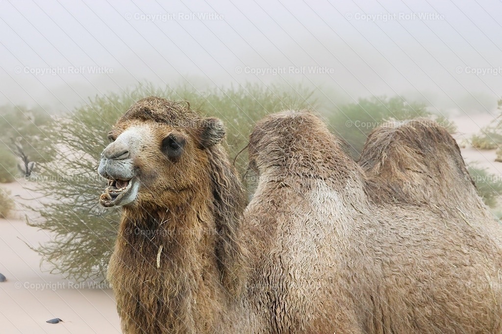 kamel | Die Wüste lebt.. - Realisiert mit Pictrs.com