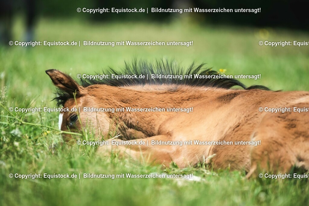 20210617_Fohlen_0166 | Foto: Thomas Hartig