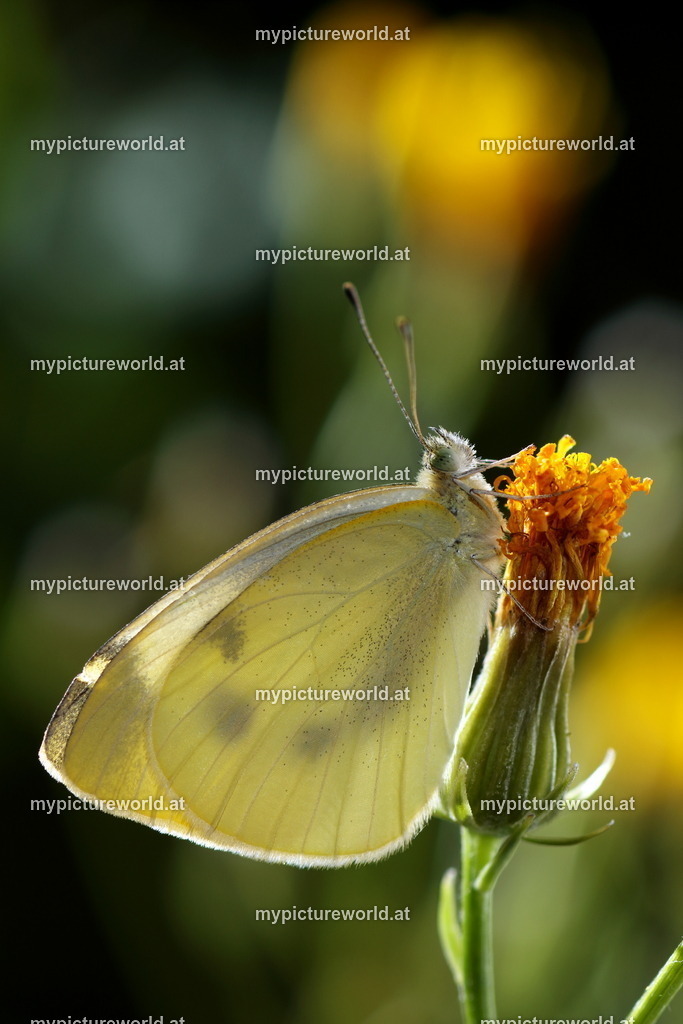 Pieris brassicae-024 | Das Bilderarchiv über Tiere, Planzen und Landschaften. In der Bilddatenbank finden Sie ein große Auswahl an hochwertigen Bilder für Ihre Werbung - Realisiert mit Pictrs.com