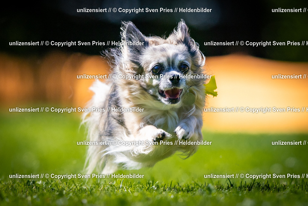 Sven Pries | 2025-08-10 - Hunderennen Durlach - Realisiert mit Pictrs.com