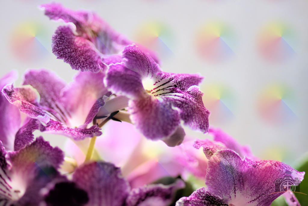 B-Drehfrucht-0001 | Entdecken Sie eine vielfältige Auswahl individueller Fotos zum Kauf auf picturalux.de. Finden Sie hochwertige Bilder für Ihre Projekte, die Ihre Botschaft perfekt unterstreichen. Stöbern Sie jetzt und verleihen Sie Ihren Inhalten das gewisse Etwas! - Realisiert mit Pictrs.com