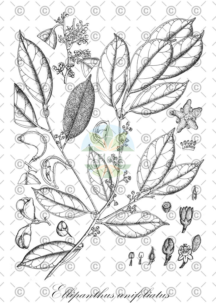 HistAbb_wfo-0000666474_1_ENZY_Simple | Historische Abbildung von Ellipanthus unifoliatus - Connaraceae | Historical Illustration of Ellipanthus unifoliatus - Connaraceae