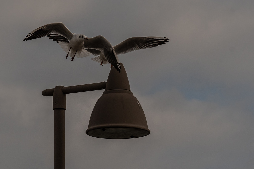 Möwe | Die schönsten Bilder für Ihre Räume online bestellen! In unseren Bildergalerien findet Sie alles was es für Ihre Räume braucht. Lassen Sie sich überraschen ☺️ - Realisiert mit Pictrs.com
