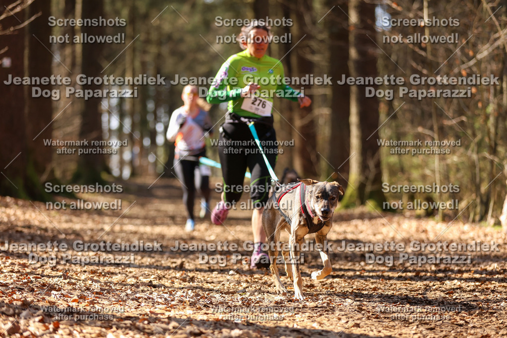 Dog Paparazzi - VCC26-1191 | Dog Paparazzi Jeanette Grottendiek Fotografie & Videografie - Realisiert mit Pictrs.com