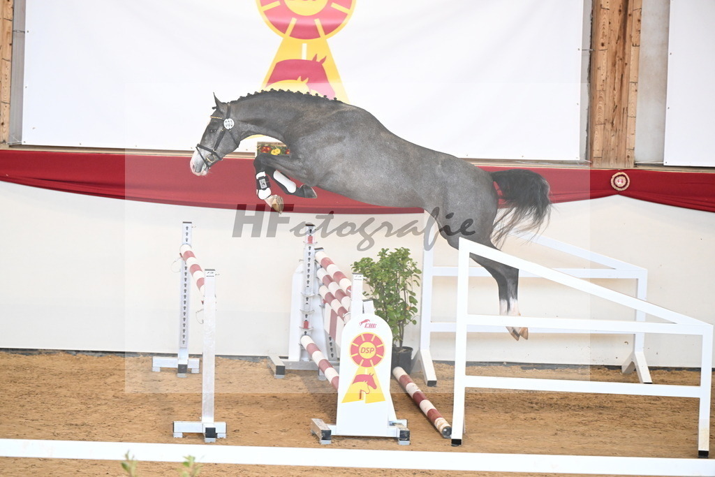Kat.-Nr. 3 v. Blue Diamond (Hagbar du Lozon)_Schadock_2250974 | hf-fotografie - Realizzato con Pictrs.com