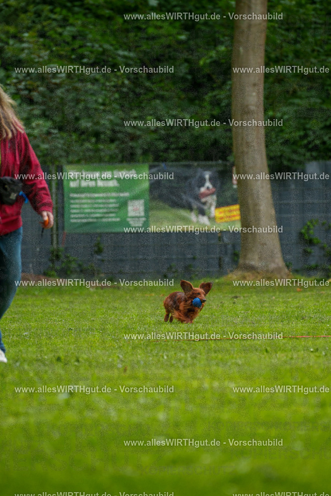 @allesWIRTHgut_Tierfotografie - www.allesWIRTHgut.de - 091100-7R506688 | Professionelle Tierfotografie in Mönchengladbach von Daniel Wirth (allesWIRTHgut). Liebevolle & natürliche Bilder von Hunden & Katzen für unvergessliche Erinnerungen.