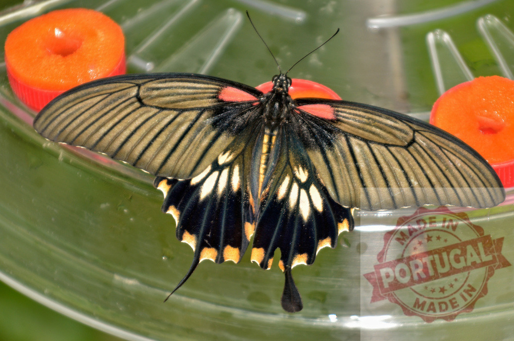 Beautiful butterfly with spread wings feeding on orange slices | Close-up of a colorful butterfly enjoying a meal of orange slices, showcasing its intricate wing patterns - Realized with Pictrs.com
