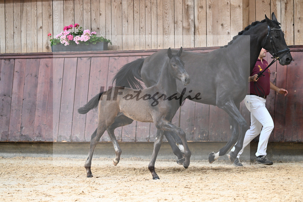 Kat-Nr. 21 HF Va Pensiero_Albert_26230283 | hf-fotografie - Realizzato con Pictrs.com