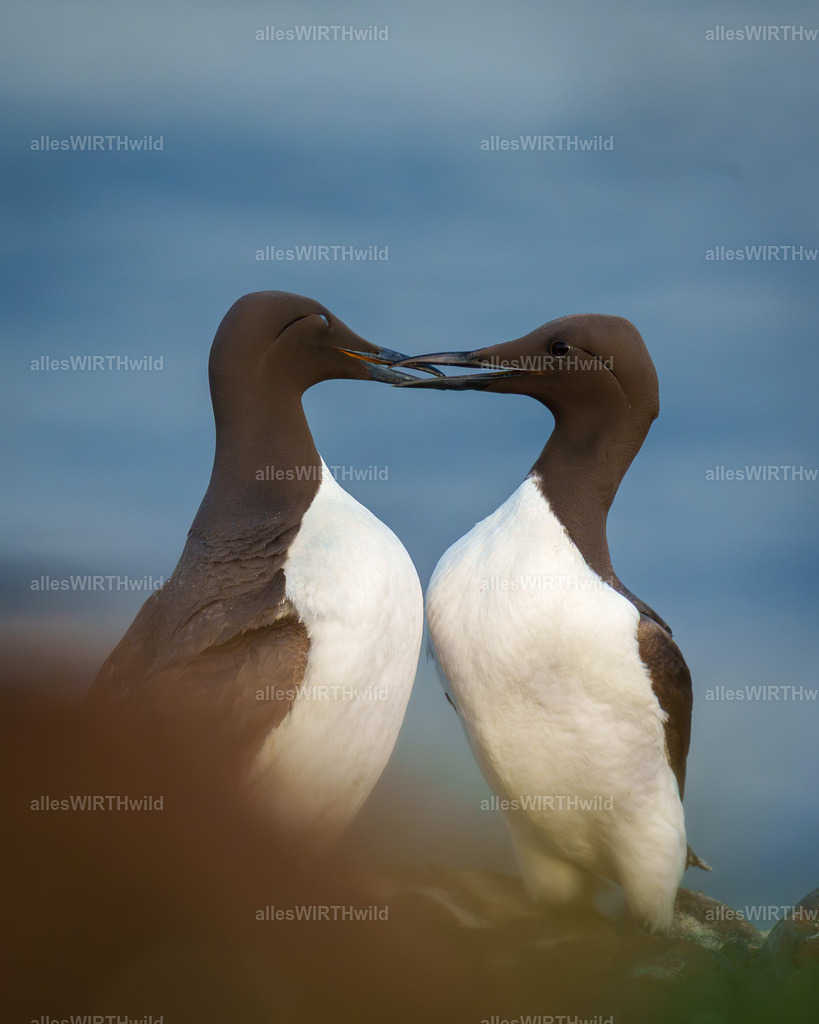 Daniel Wirth - www.allesWIRTHwild.de -7IV03967 | Entdecke die faszinierende Welt der Natur- und Wildlife-Fotografie von Daniel und Bärbel. Inspirierende Bilder von wilden Tieren und kleinen Naturwundern.