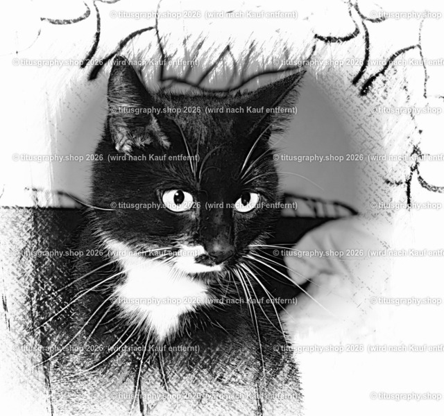 Palischa (Variation 5) | titusgraphy.eu präsentiert anspruchsvolle Katzenfotos in verschiedenen Variationen.  - Realisiert mit Pictrs.com